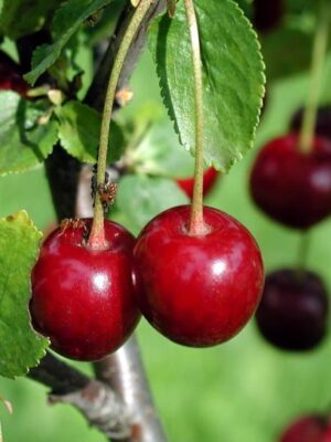 Cerisiers
