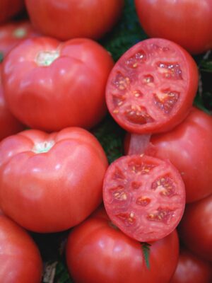 plant de tomate rose de berne bio vendée