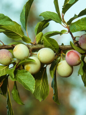 scion racines rues Reine Claude d'Oullins