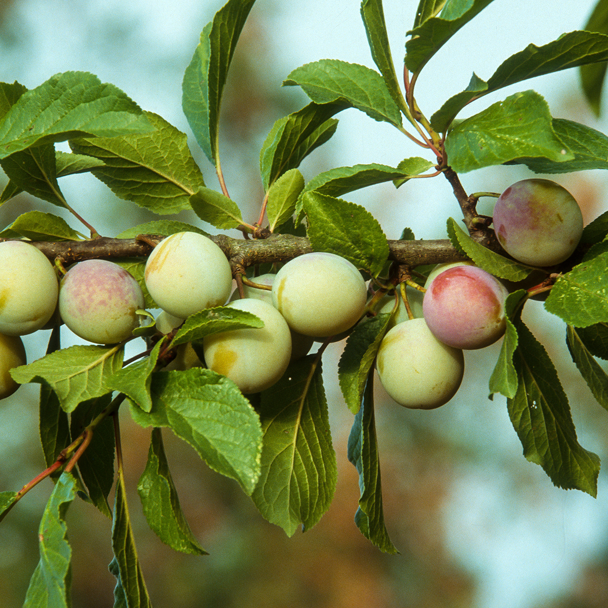 scion racines rues Reine Claude d'Oullins