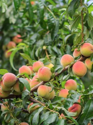 Pêchers et Nectariniers