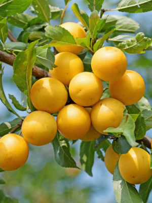 scion fruitier prunier mirabelle de metz racines nues