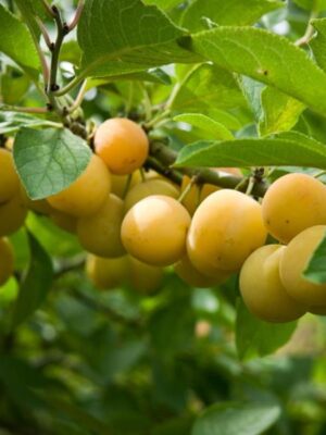 scion prunier mirabelle de nancy racines nues