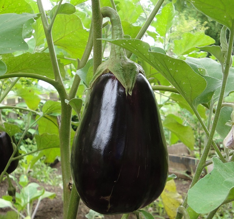 Plant d'aubergine Black Beauty