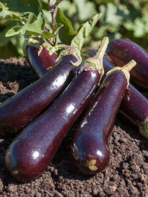 Plant d'aubergine violette de Barbentane