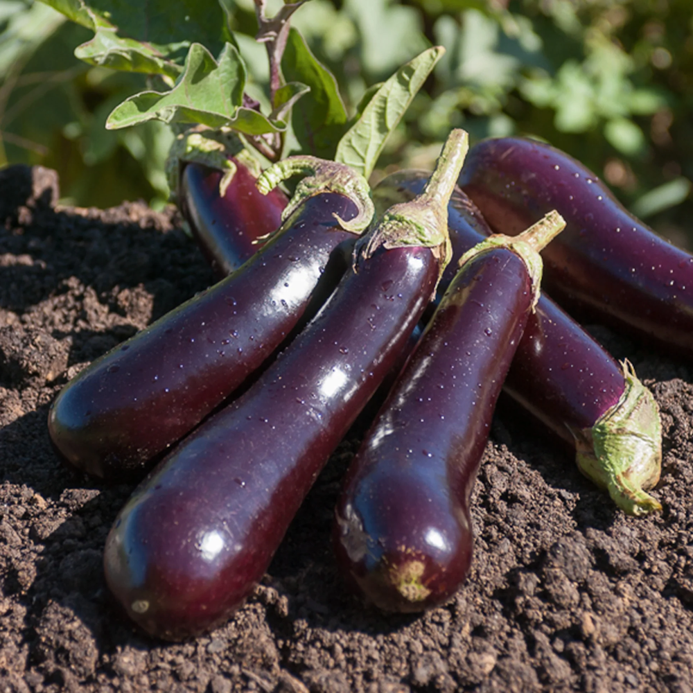 Plant d'aubergine violette de Barbentane