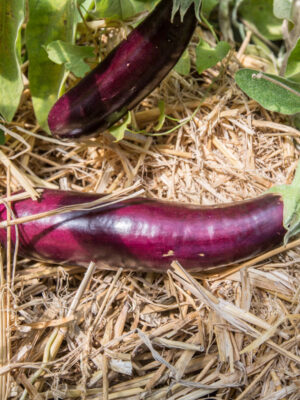 Plant d'aubergine violette longue
