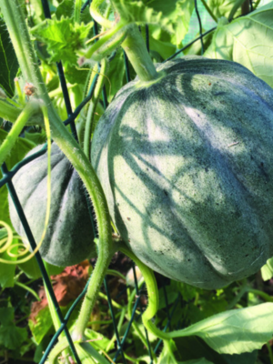 Plant de melon Ancienne Vieille France