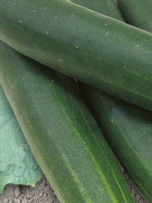 Plant de concombre Sonja