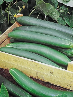 Plant de concombre Tanja