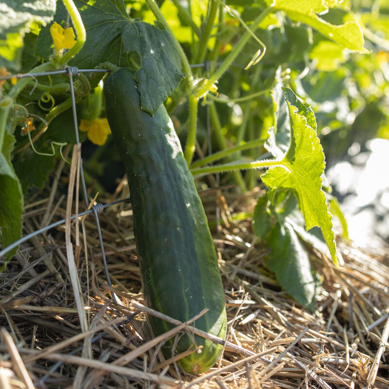 Plant de concombre vert long anglais