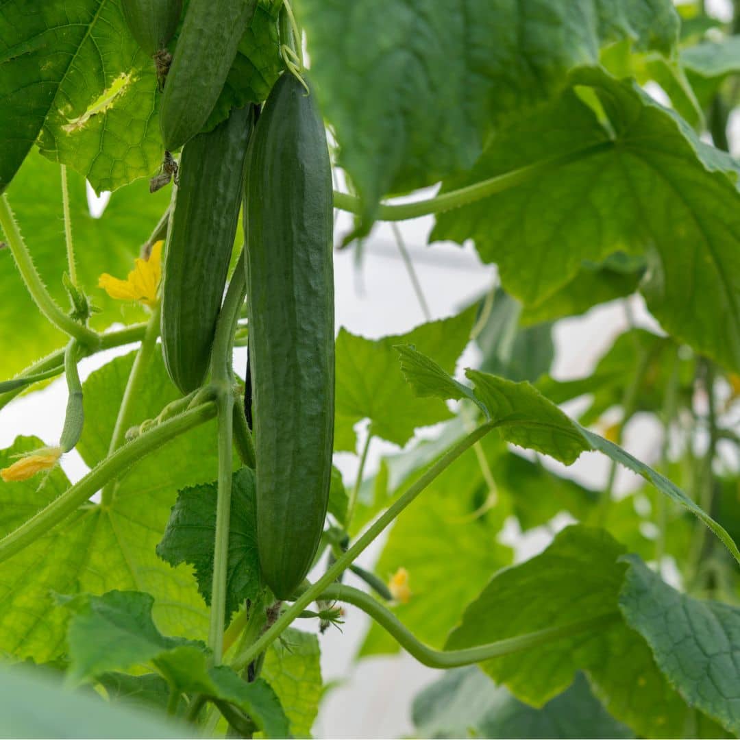 Plant de concombre vert long maraîcher