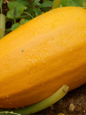 Plant de courge spaghetti