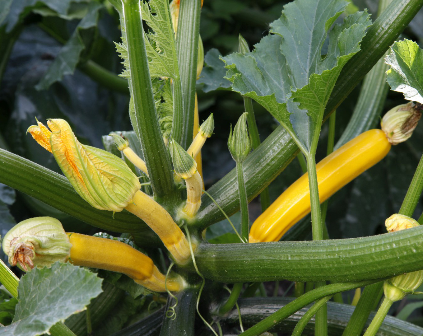 plant courgettes jaunes bio vendée