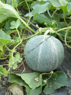 Plant de melon Petit Gris de Rennes