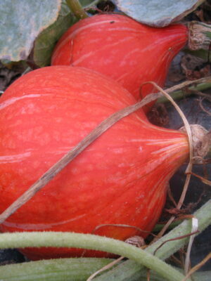 Plant de potimarron à gros fruits