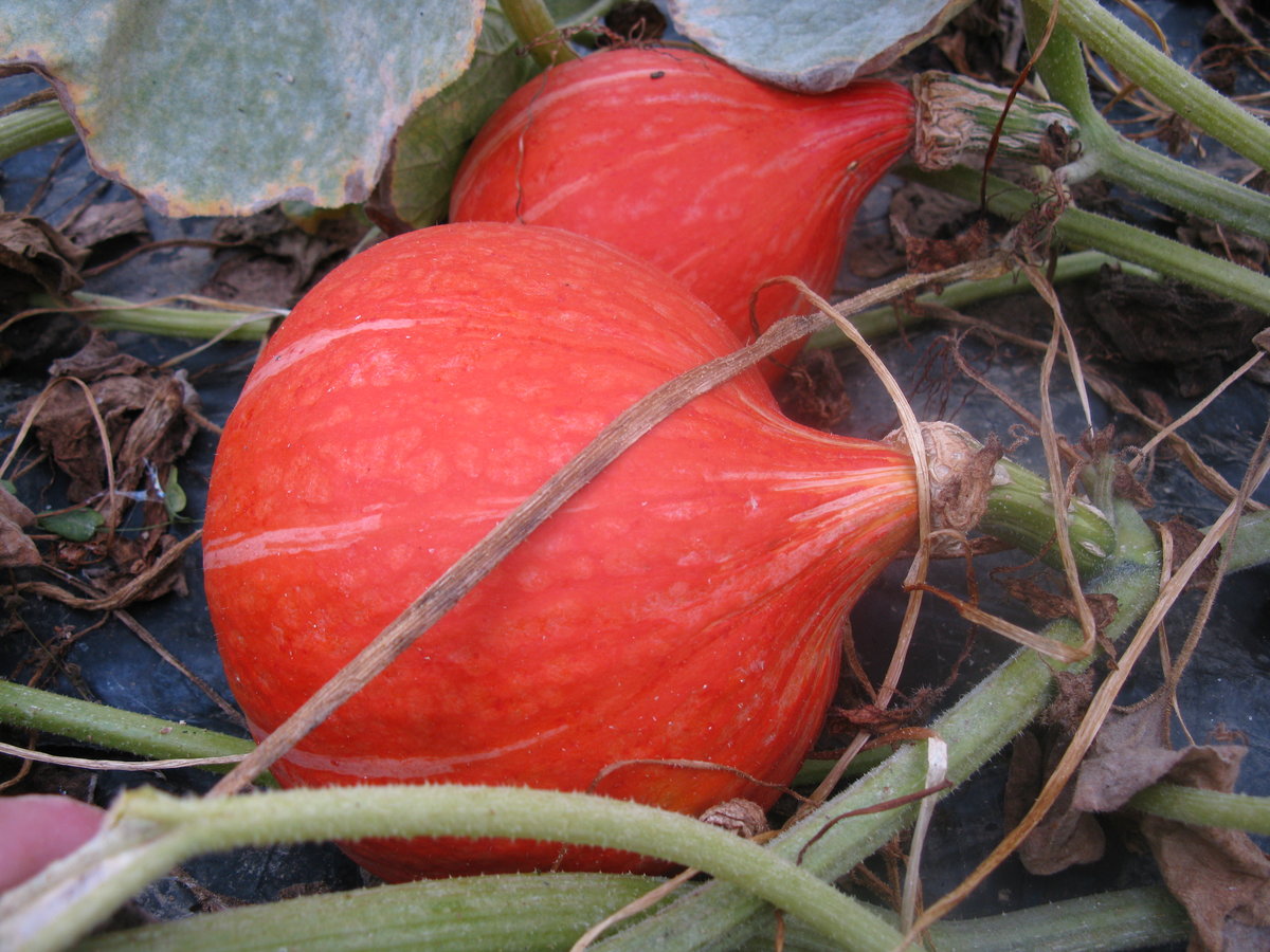 Plant de potimarron à gros fruits