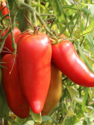Plant de tomate Andine Cornue ou "Corne des Andes"