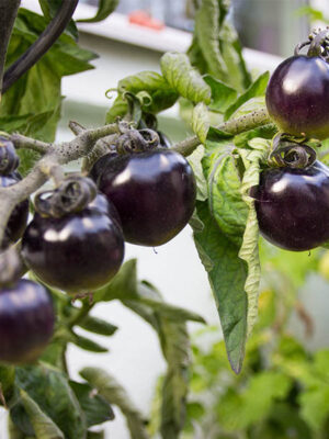 Plant de tomate Black Cherry