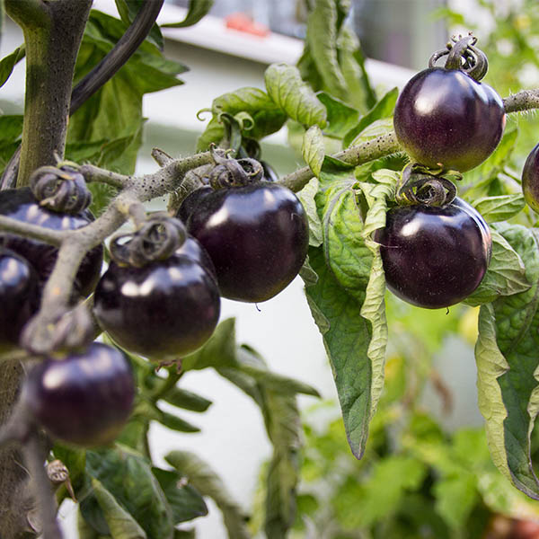 Plant de tomate Black Cherry