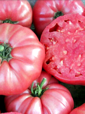 Plant de tomate Brandywine rose