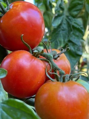 Plant de tomate Casaque rouge