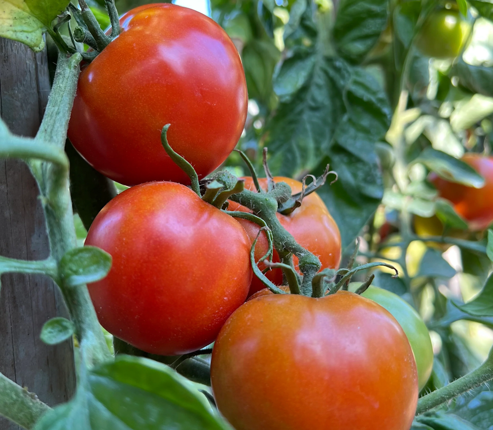 Plant de tomate Casaque rouge