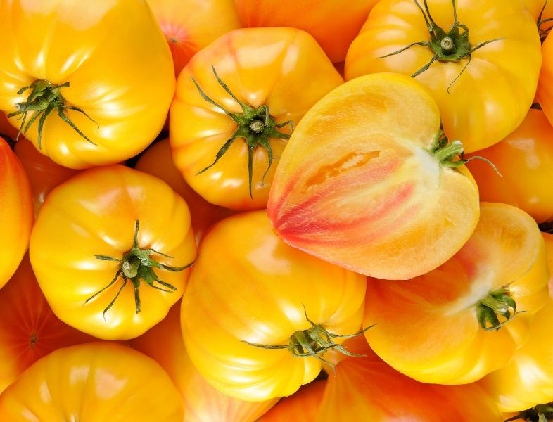 Plant de tomate cœur de bœuf orange