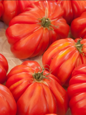 Plant de tomate cœur de bœuf rouge