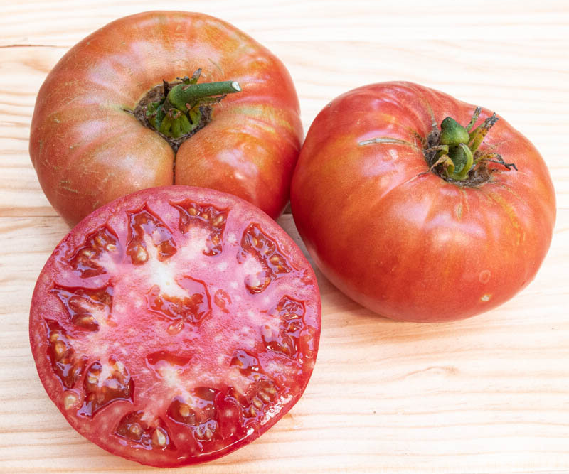 Plant de tomate Gregory Altai