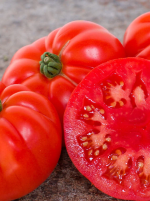 Plant de tomate Marmande