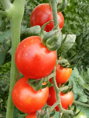 Plant de tomate Miel du Mexique