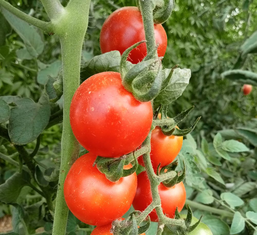 Plant de tomate Miel du Mexique