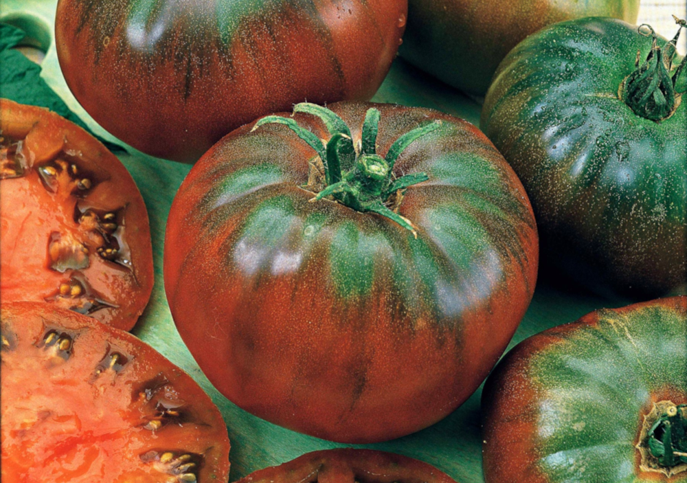 Plant de tomate Noire Russe