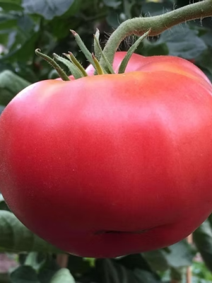 Plant de tomate Savignac ou Dufresne