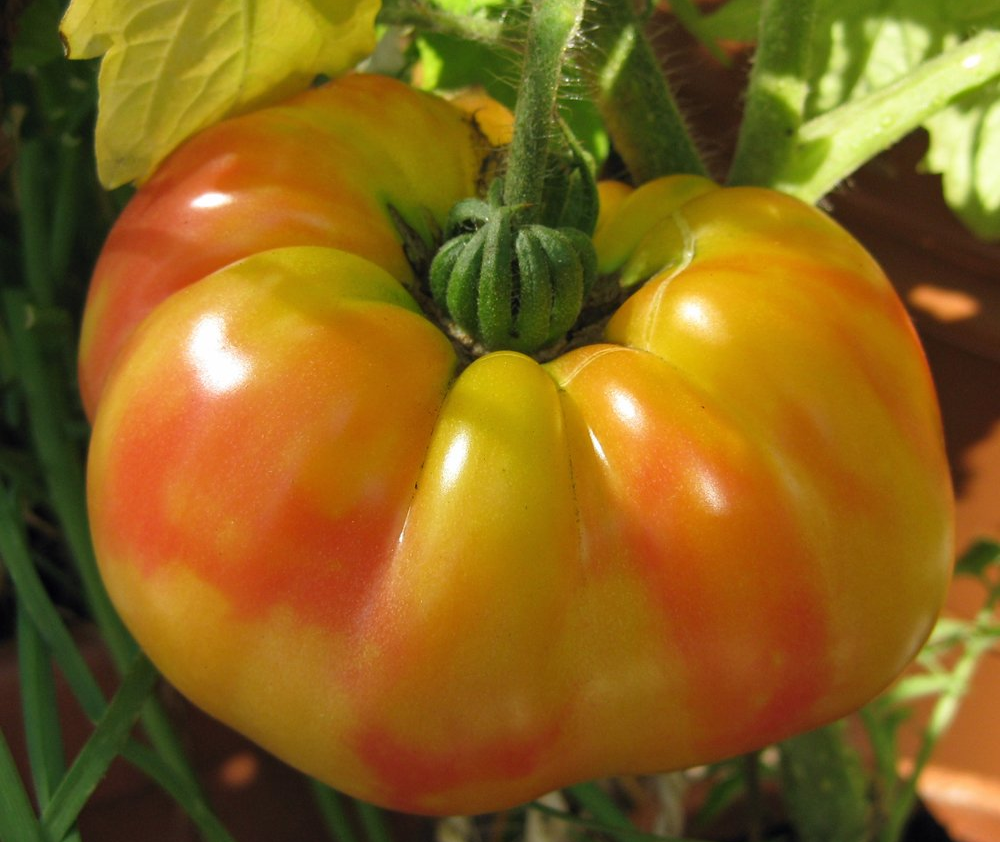 Plant de tomate Striped German