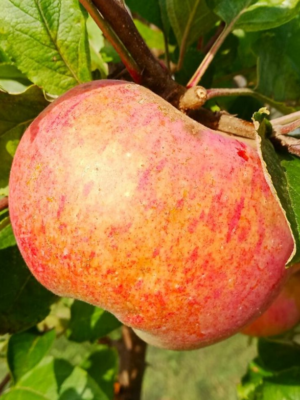 scion racines nues pommier rose de bouchetière bio