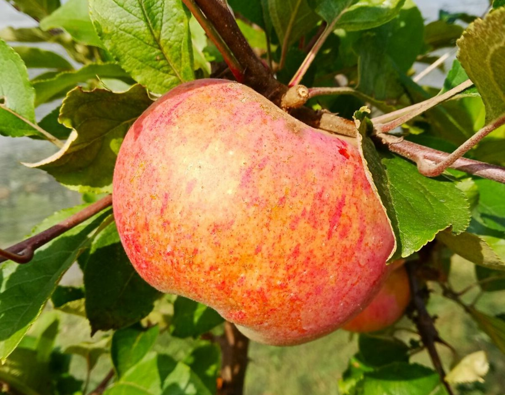 scion racines nues pommier rose de bouchetière bio