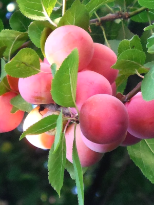 prunier badoual bio scion racines nues vendée