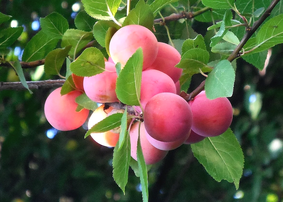 prunier badoual bio scion racines nues vendée