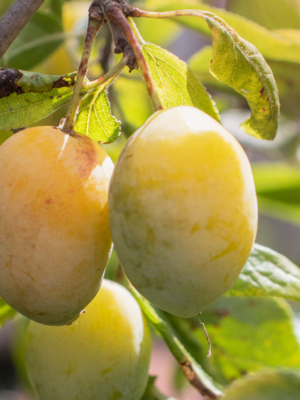 prunier bio blanche de letricourt racines nues