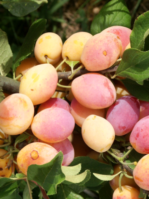 prunier Caprane bio scion en racines nues Vendée