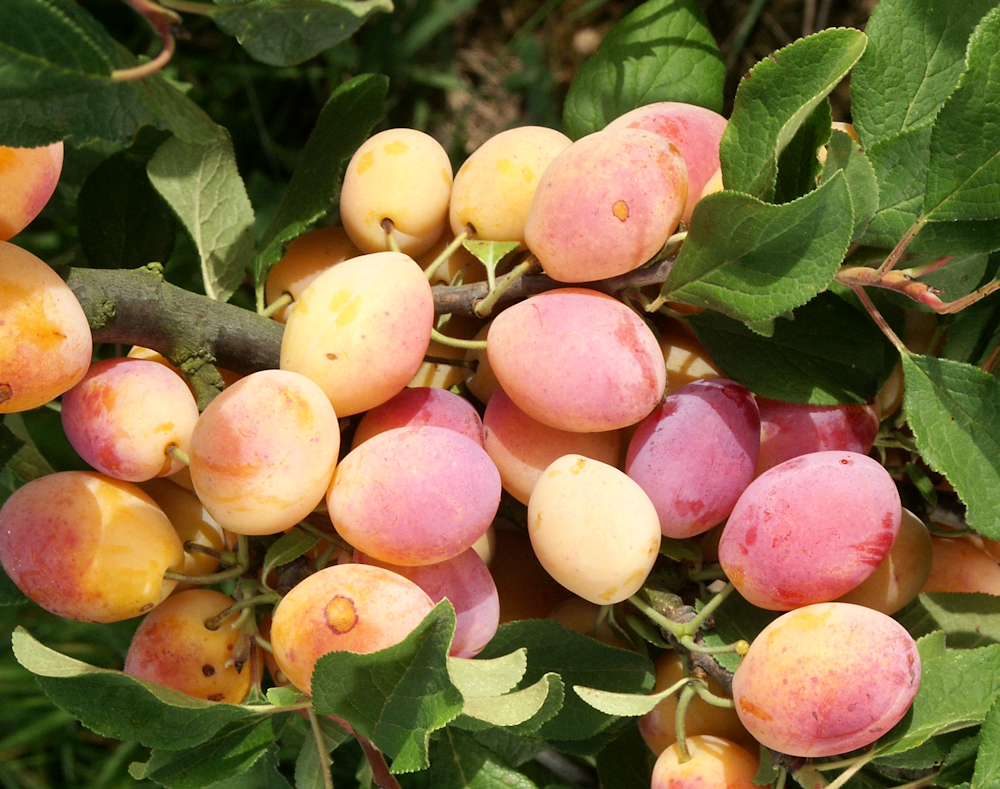 prunier Caprane bio scion en racines nues Vendée