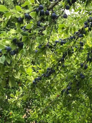 prunier datil bio scion en racines nues