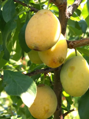 prunier goutte d'or bio racines nues