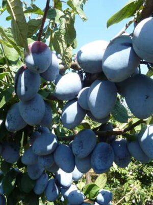 scion prunier Grossa di Felisio racines nues