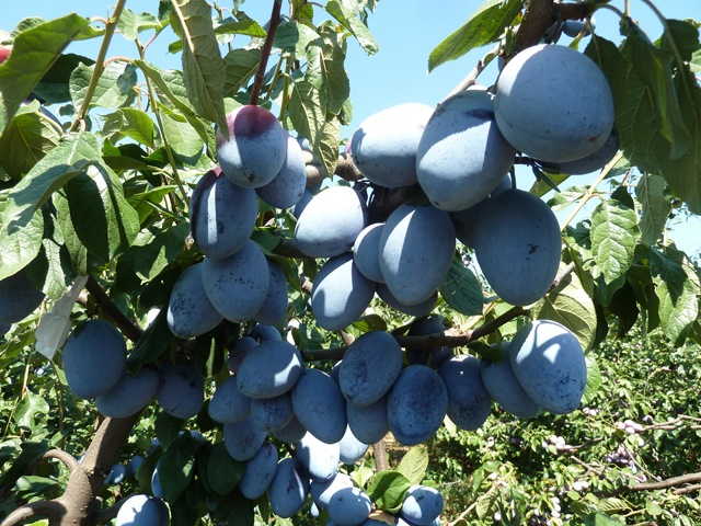 scion prunier Grossa di Felisio racines nues