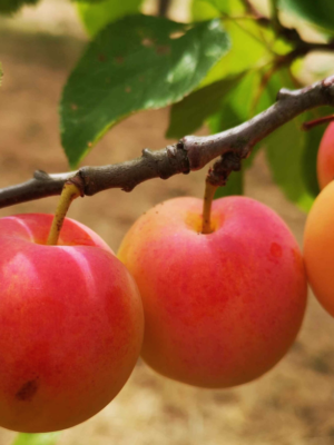 prunier prune abricot scion racines nues bio