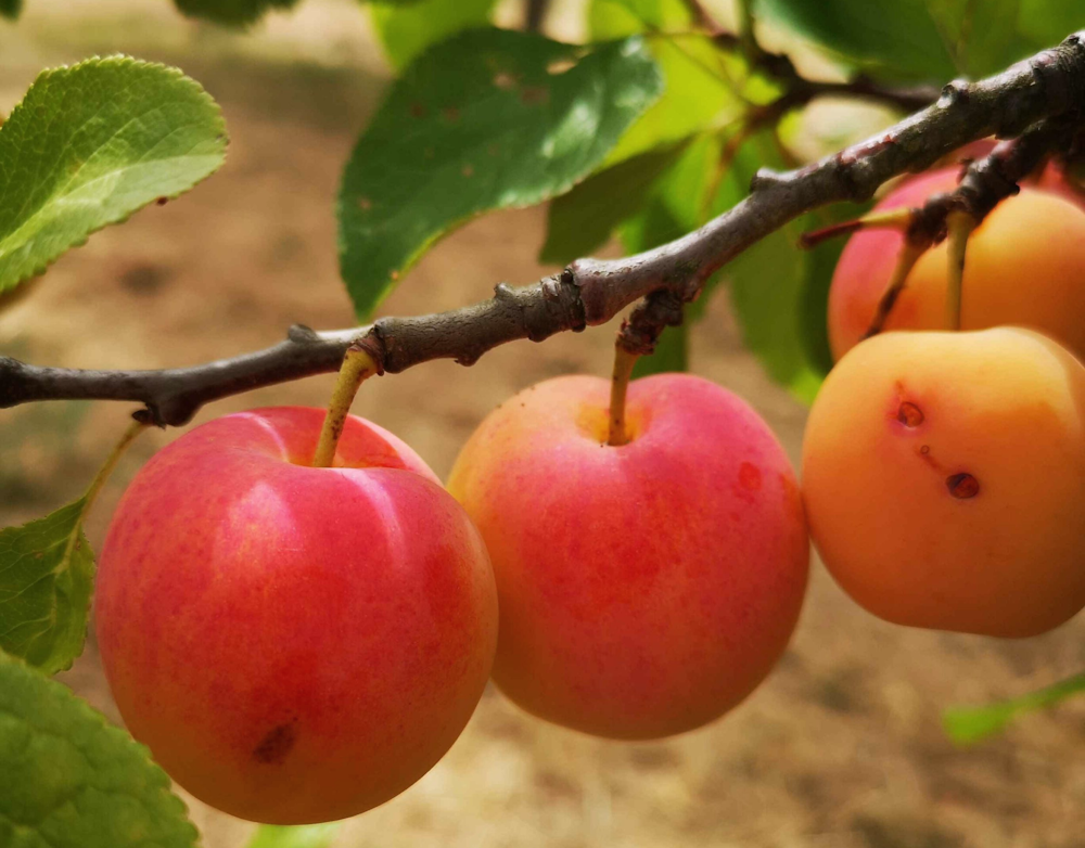 prunier prune abricot scion racines nues bio