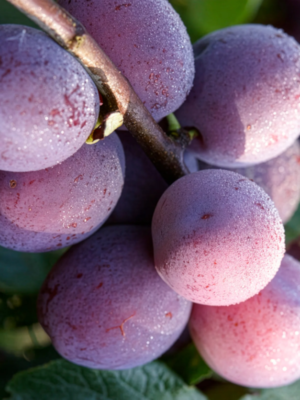 prunier reine-claude d'Althan scion bio